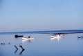 Oyster boats in Florida.