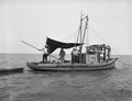 Apalachicola Fish and Oyster Company workers tonging for oysters from the Mary Ann.