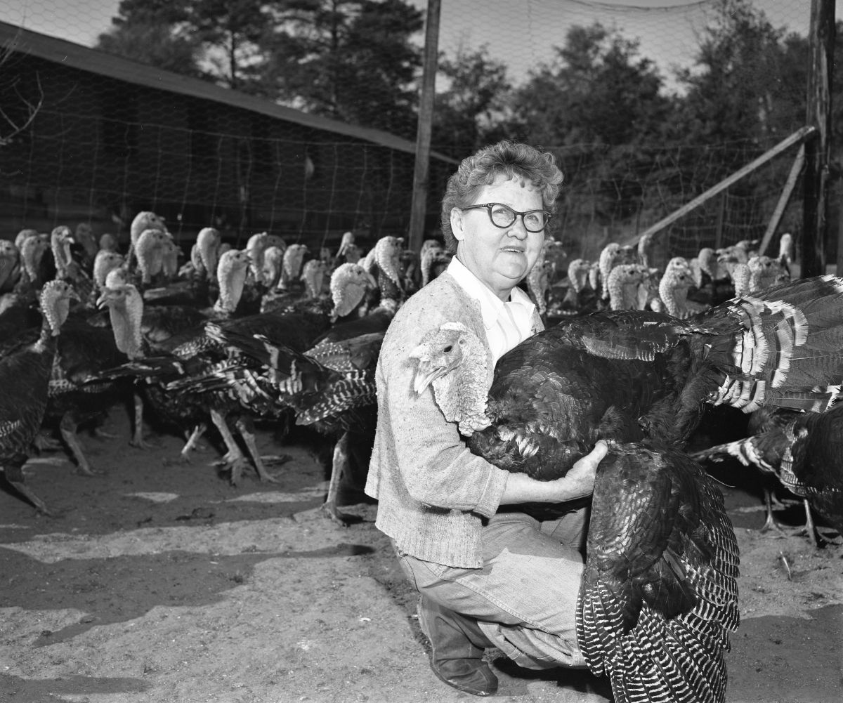 Mrs. W.G. Butler with turkeys at the Tot's Tender Turkey Farm, Havana (1952).