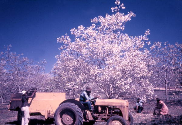 African-American workers gathering tung nuts on a farm near Tallahassee (circa 1960s).