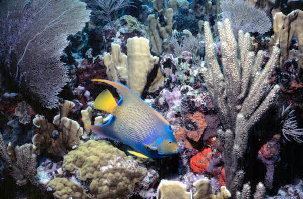 A queen angel fish swims along a reef at John Pennekamp Coral Reef State Park (1980).