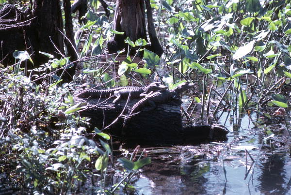 The swamps in southern Wakulla and Jefferson counties are some of the most beautiful, although they can be difficult to access (photo 1971).