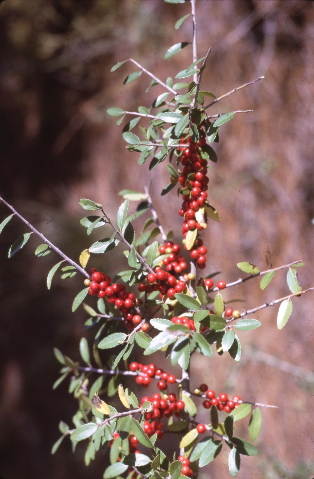 The yaupon plant, Ilex vomitoria (1964).