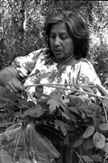 Agnes Cypress collecting medicinal herbs- Big Cypress Seminole Indian Reservation, Florida