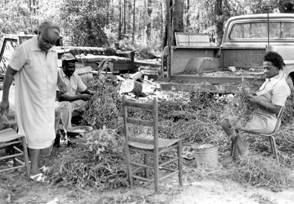 Aaron Yulee and his wife picking peanuts while basket maker Lucreaty Clark looks on- Lamont, Florida