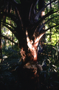 Cabbage palm, used to make swamp cabbage - Tampa, Florida.