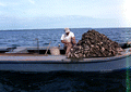 Cletis Anderson collecting oysters - Apalachicola Bay, Florida.