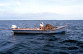 Cletis Anderson collecting oysters - Apalachicola Bay, Florida.