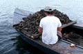 Cletis Anderson collecting oysters - Apalachicola Bay, Florida.