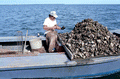 Cletis Anderson culling oysters - Apalachicola Bay, Florida.