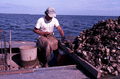 Cletis Anderson culling oysters - Apalachicola Bay, Florida.