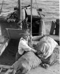 Apalachicola Fish and Oyster Company worker loading oyster filled sacks onto dock - Apalachicola, Florida.