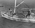 Apalachicola Fish and Oyster Company worker tonging for oysters - Apalachicola, Florida.