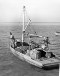 Apalachicola Fish and Oyster Company workers tonging for oysters - Apalachicola, Florida.