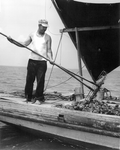 Apalachicola Fish and Oyster Company employee Captain Laurence White tonging oysters aboard the "Mary Ann" - Apalachicola, Florida.