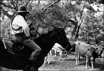 Florida cowman reenactor with scrub cattle at Lake Kissimmee State Park: Polk County, Florida (c. 1977)