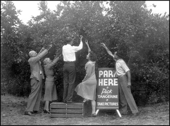 Tourists picking tangerines in a citrus grove: Winter Haven, Florida (1946)