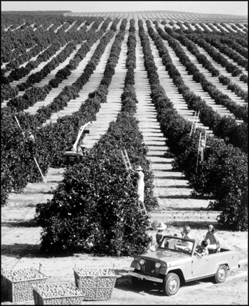 Tourists in jeep watch workers picking fruit in an orange grove: Florida (ca. 1960s)