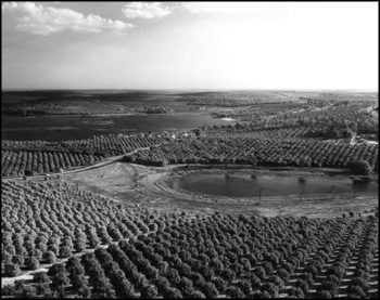 Citrus groves in central Florida (1966)