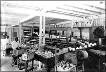 Interior of Winter Haven Citrus Company packing-house: Winter Haven, Florida (ca. mid 1900s)