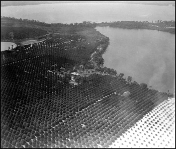 Aerial view of citrus groves: Winter Haven, Florida (ca. 1920s)