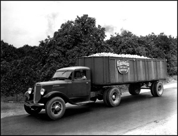 Florida Gold truck: Polk County, Florida (ca. 1940s)