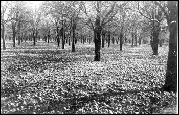 Damage to an orange grove because of cold: Bartow, Florida (1894)