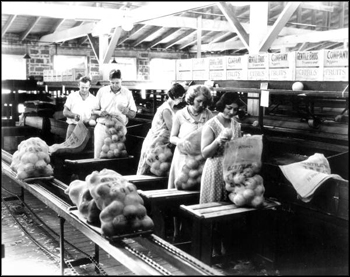 Gentile packing-house: Haines City, Florida (1932)