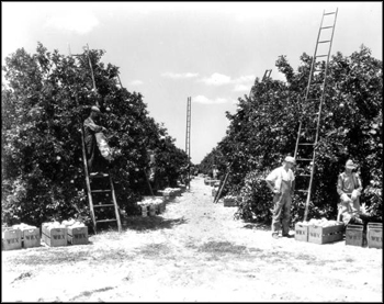 Winter Haven Citrus Growers Association employees working in grove: Winter Haven, Florida (1931)