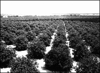 Citrus grove: Winter Haven, Florida (ca. early 1900s)