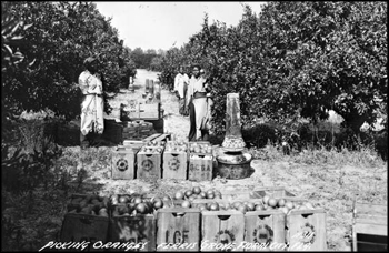 Picking oranges in Ferris Grove: Floral City, Florida (early 1900s)