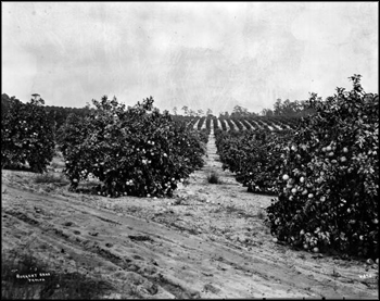 Citrus grove: Highlands County, Florida (ca. 1920s)