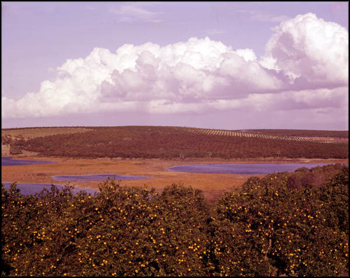 Bird's eye view overlooking orange groves (Between 1951 and 1968)