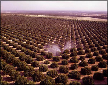 Aerial view showing orange grove being sprayed: Winter Garden, Florida (between 1951 and 1968)