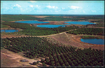 Lakes and Orange groves: Clermont, Florida (ca. 1956)