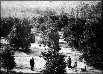 David S. Berkstresser and family at a Hawthorne orange grove: Hawthorne, Florida (between 1882 and 1890)