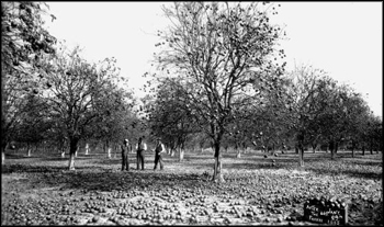 Citrus grove after freeze (1895)