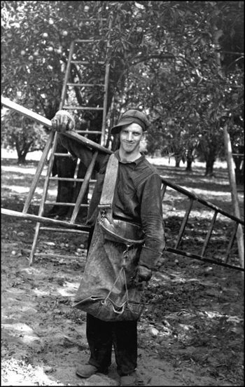 Migrant orange picker holding ladder: Polk County, Florida (1937)