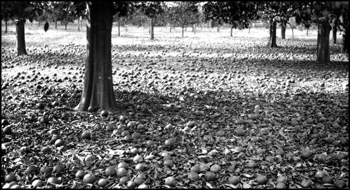 Fallen oranges in Major Foster's grove after 1886 the freeze: Manatee County, Florida (1886)