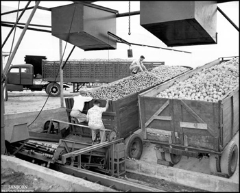 Unloading of Florida fruit at a concentrate plant (1953)