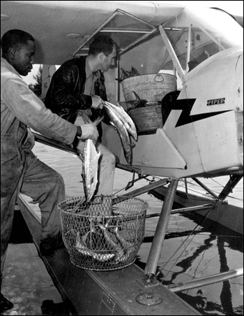 Pilot Dan Cardinal picking up seafood: Naples, Florida (1947)