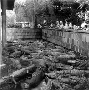 Alligator exhibit at Everglades Wonder Gardens: Bonita Springs, (1975)