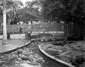 Tourists gawk at alligators at the St. Augustine Alligator Farm: St. Augustine, Florida (1972)