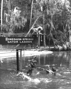 Alligator feeding show: Homosassa Springs, Florida (1970s)