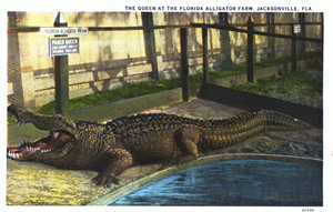 The queen at the Florida Alligator Farm: Jacksonville, Florida (1913?)