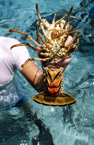 Female crayfish with eggs found during dive for conchs at the Eastern Dry Rocks reef: Key West, Florida (1978)