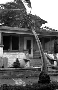 Coconut tree knocked over onto house on Whitehead Street, Key West, Florida (1965)