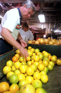 U.S. Senator Bob Graham working as a citrus packer at the Alcoma Packing Company: Lake Wales, Florida (1990)