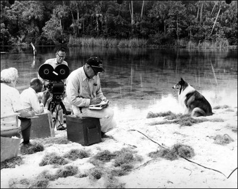 Lassie awaiting her cue in front of camera crew: Alexander Springs, Florida (1965)