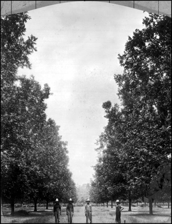 Pickers at harvest time in a pecan grove: Baker County, Florida (1929)